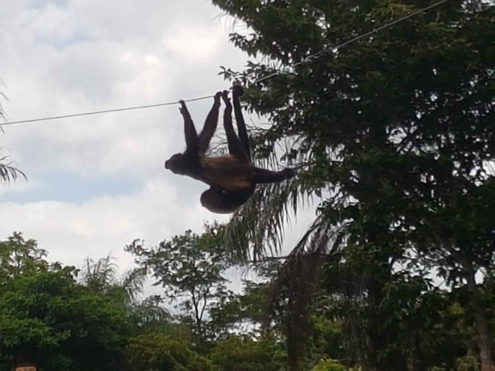 Fauna local